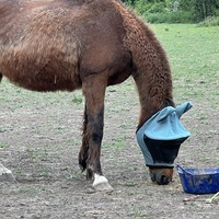 photo de livraison pour Association Equi’souffle