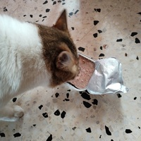 photo de livraison pour Chats Grains d'Amour