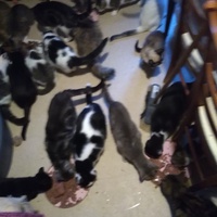 photo de livraison pour Pour l'Amour des Chats