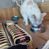 photo de livraison pour Les chats Port-Saint-Louisiens