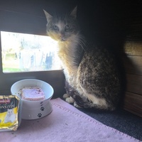 photo de livraison pour Association Chats Errants Val de Nièvre