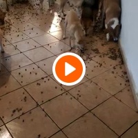 photo de livraison pour Sanctuaire de la Faune de Tanger (SFT)