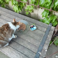 photo de livraison pour Leschatsmartinois