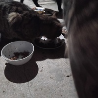 photo de livraison pour Chat Ami pour la Vie