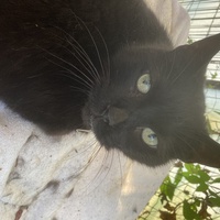 photo de livraison pour Association Des  Chats  De Hyeres