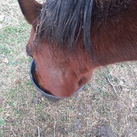 photo de livraison pour Mon Rêve en Calèche