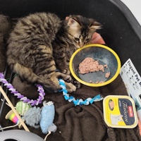 photo de livraison pour Le Gang des Matous