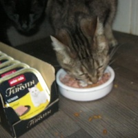 photo de livraison pour Au Bonheur des Chats Libres