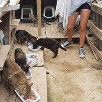 photo de livraison pour Chats Libres de Béziers