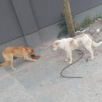 photo de livraison pour Civic Initiative Kane Korzo Skopje
