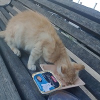 photo de livraison pour Les Chats-Pitresdelavi-Ste