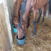 photo de livraison pour Les Chevaux d'Elo