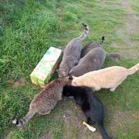 photo de livraison pour Les chats Port-Saint-Louisiens