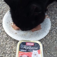 photo de livraison pour Les Chats-Pitresdelavi-Ste