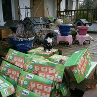 photo de livraison pour Adoption Féline Estuaire