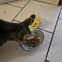 photo de livraison pour SADF (Sauvetage des animaux domestiques de France)