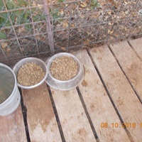 photo de livraison pour Pro Animals Finland ry