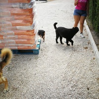 photo de livraison pour Protectors Animal El Hocico