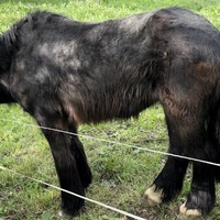 photo de livraison pour Les Crins de la Lande