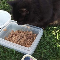 photo de livraison pour Les Chats-Pitresdelavi-Ste