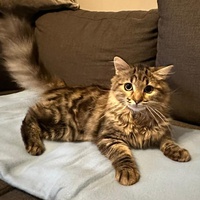 photo de livraison pour Amis de Myrtille