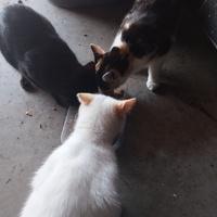 photo de livraison pour Hearthland Royal Horse