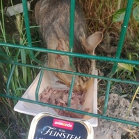 photo de livraison pour Les Chats-Pitresdelavi-Ste