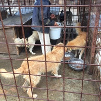 photo de livraison pour Save & Hope for Dogs