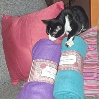 photo de livraison pour SALOME