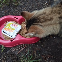 photo de livraison pour Cat Miaou