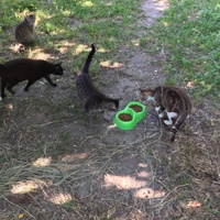 photo de livraison pour Ecole du Chat des Alpilles
