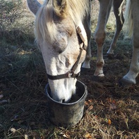 photo de livraison pour Equi-Libre : Droit à la Retraite Equine