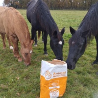 photo de livraison pour Hearthland Royal Horse
