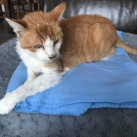 photo de livraison pour Paroles de Chats