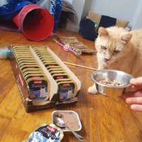 photo de livraison pour Les chats de l'Indifférence