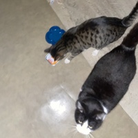 photo de livraison pour Les Chats de Condom 32