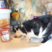 photo de livraison pour Chats Heureux