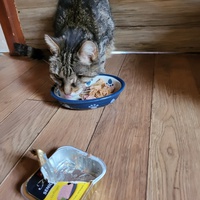 photo de livraison pour Chat de Gout'hier sans Toit