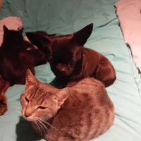 photo de livraison pour Les Félins Concitoyens de Saint Eliph