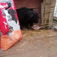 photo de livraison pour Samira Gagula