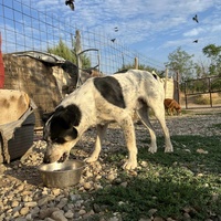 photo de livraison pour Animals voice Macedonia