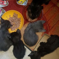 photo de livraison pour Chat Suffit a.sb.l.