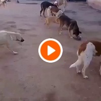 photo de livraison pour Help Adopt Moroccan Animals