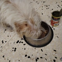 photo de livraison pour Chats Grains d'Amour
