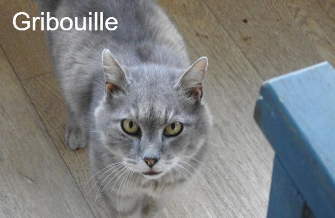 Gribouille Ecole Du Chat Libre De Caillerot Animal Webaction