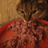 photo de livraison pour Chat Suffit a.sb.l.