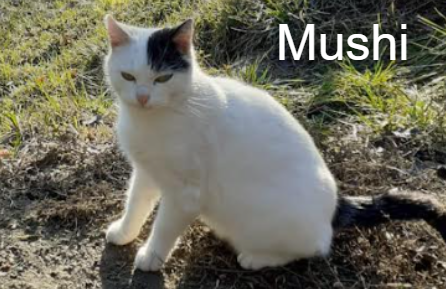 Mushi - APAHC - Animal Webaction