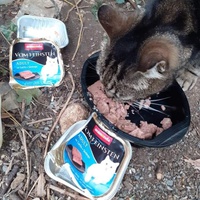 photo de livraison pour Les Chats de la Rue