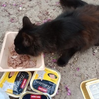 photo de livraison pour Les Chats-Pitresdelavi-Ste