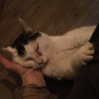 photo de livraison pour Les Chats Libres Condom 32